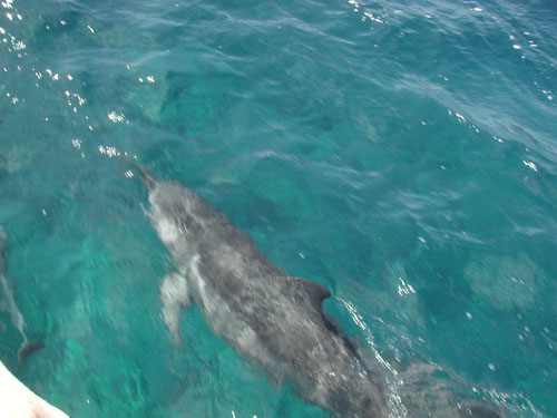 Hawaii Oct 8 005