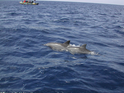 Hawaii Oct 8 012