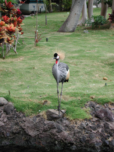Hawaii Oct 8 025
