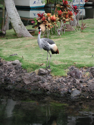 Hawaii Oct 8 026
