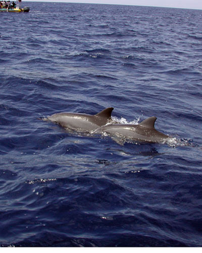 Two Dolphins