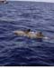 Two Dolphins